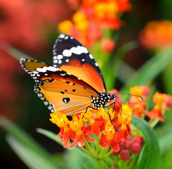 Cómo atraer mariposas durante todo el año