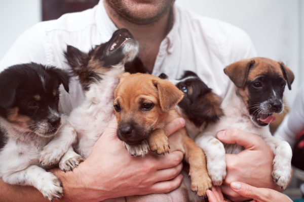 Rutina de cuidados para perros cachorros