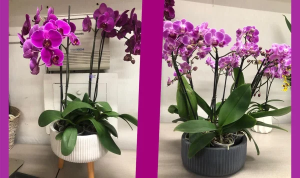Cuidado de orquideas: evita las plagas