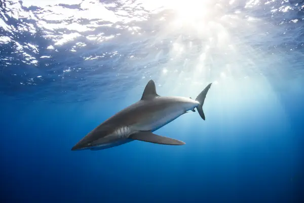 Importancia de los tiburones en los arrecifes de coral