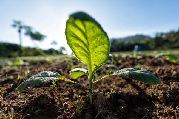 Qué es la sostenibilidad ambiental y cuál es su importancia