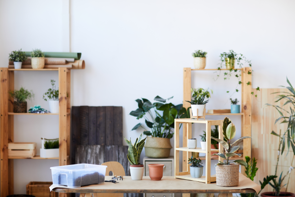 Plantas para decorar apartamentos pequeños