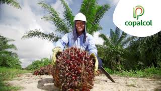 Copalcol: Un modelo de éxito en la agricultura