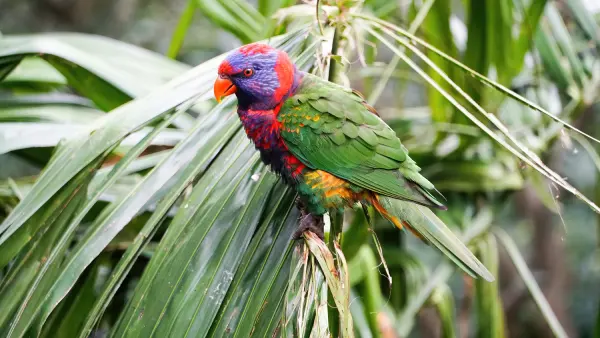 Conservación de la biodiversidad y su importancia