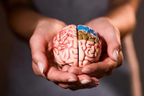 El Deterioro y la prolongación de la vida humana a través del conocimiento del cerebro