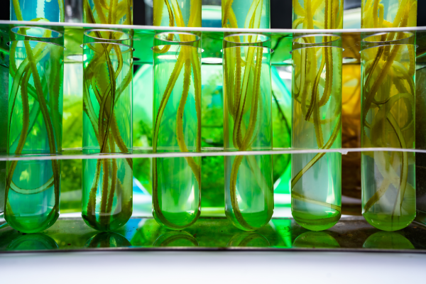 El impacto de la biotecnología en los alimentos