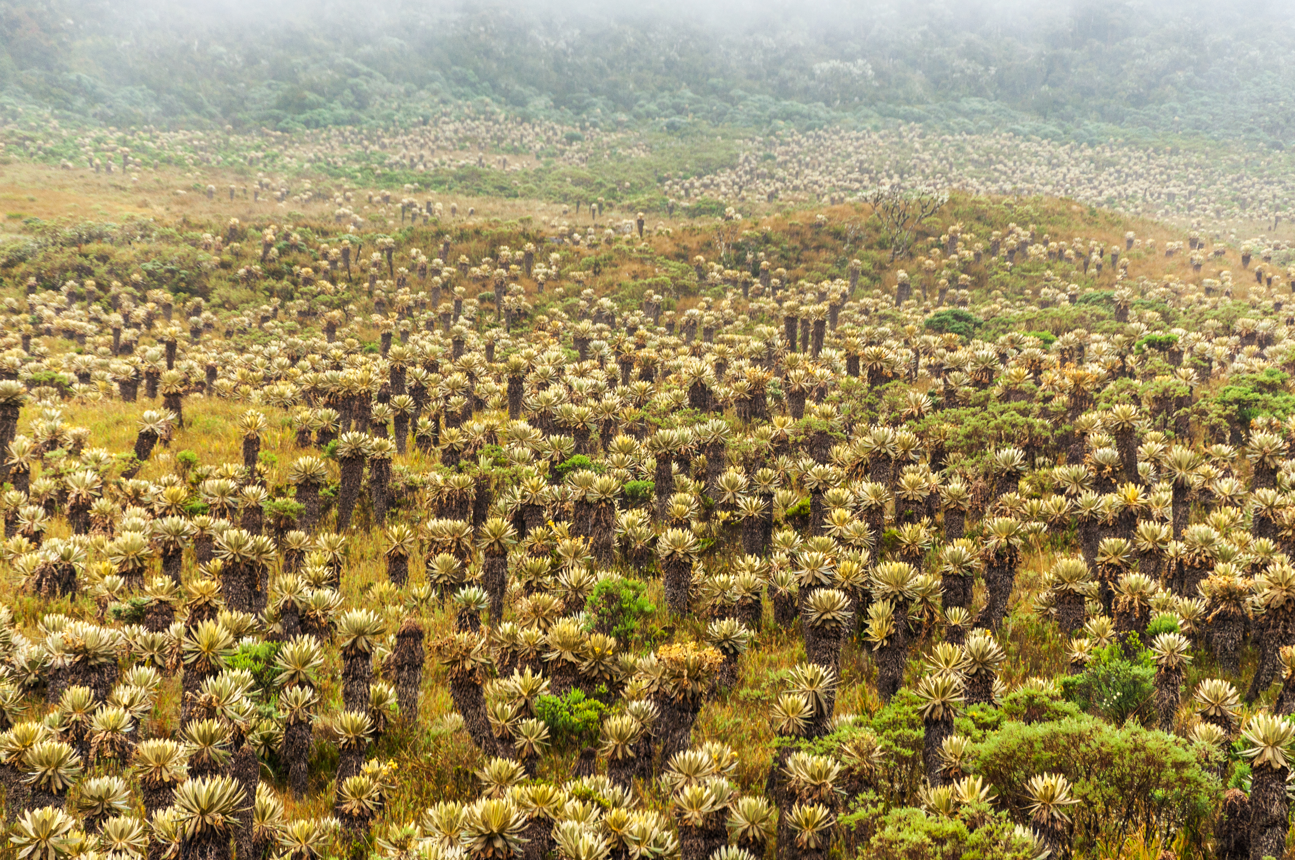 Conoce al frailejón, sus usos e importancia