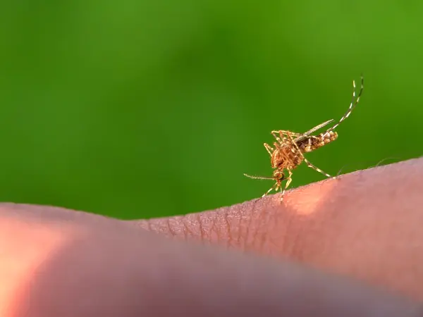 ¿Por qué no podemos extinguir a los mosquitos, cucarachas y ratas?