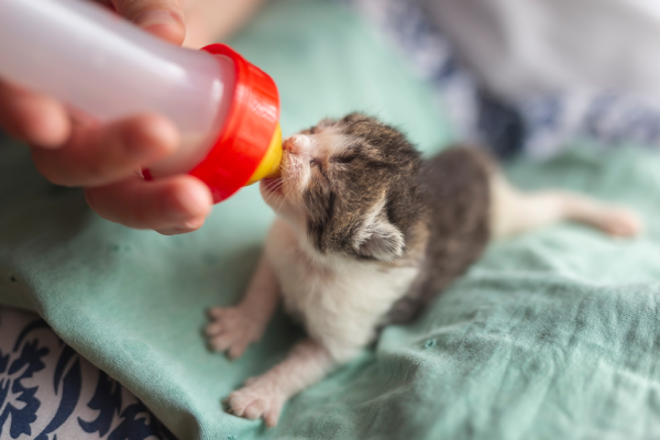 Pasos esenciales para el cuidado de tu gato cachorro