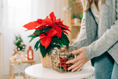 Poinsettia, resplandor navideño