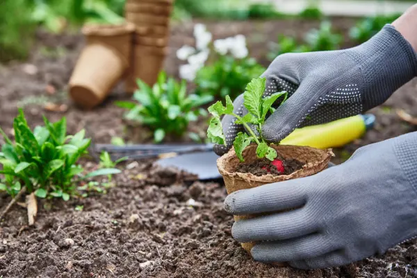 La capacidad matemática de las plantas
