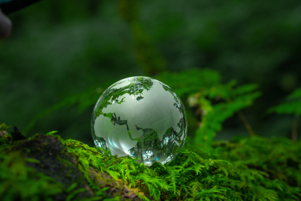 Cali sede de la COP16: biodiversidad y futuro