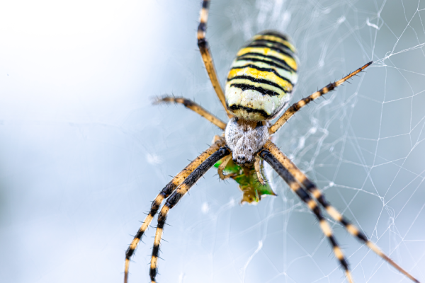 Conoce algunas características de la araña