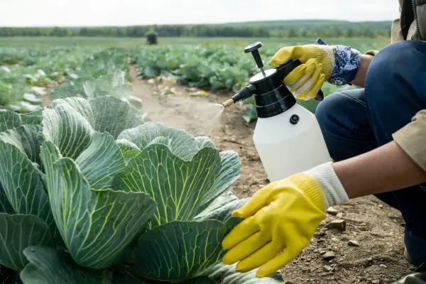 Plagas en nuestro jardín: qué son y cómo controlarlas