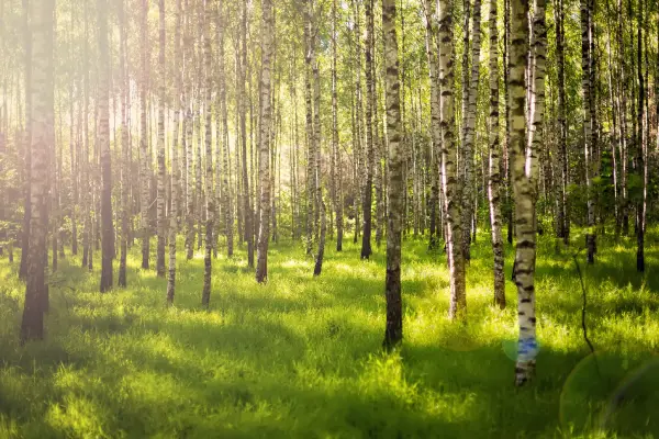 ¿Qué es la deforestación y cómo evitarla?