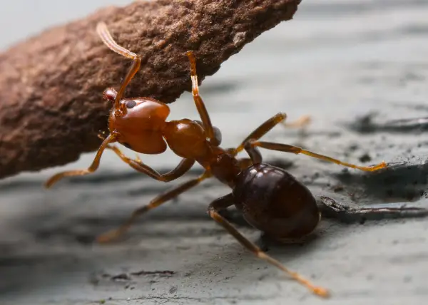 Insectos comestibles, ¿qué tener en cuenta?