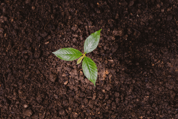 Emprendimiento ambiental: Logros de la fundación Amatea