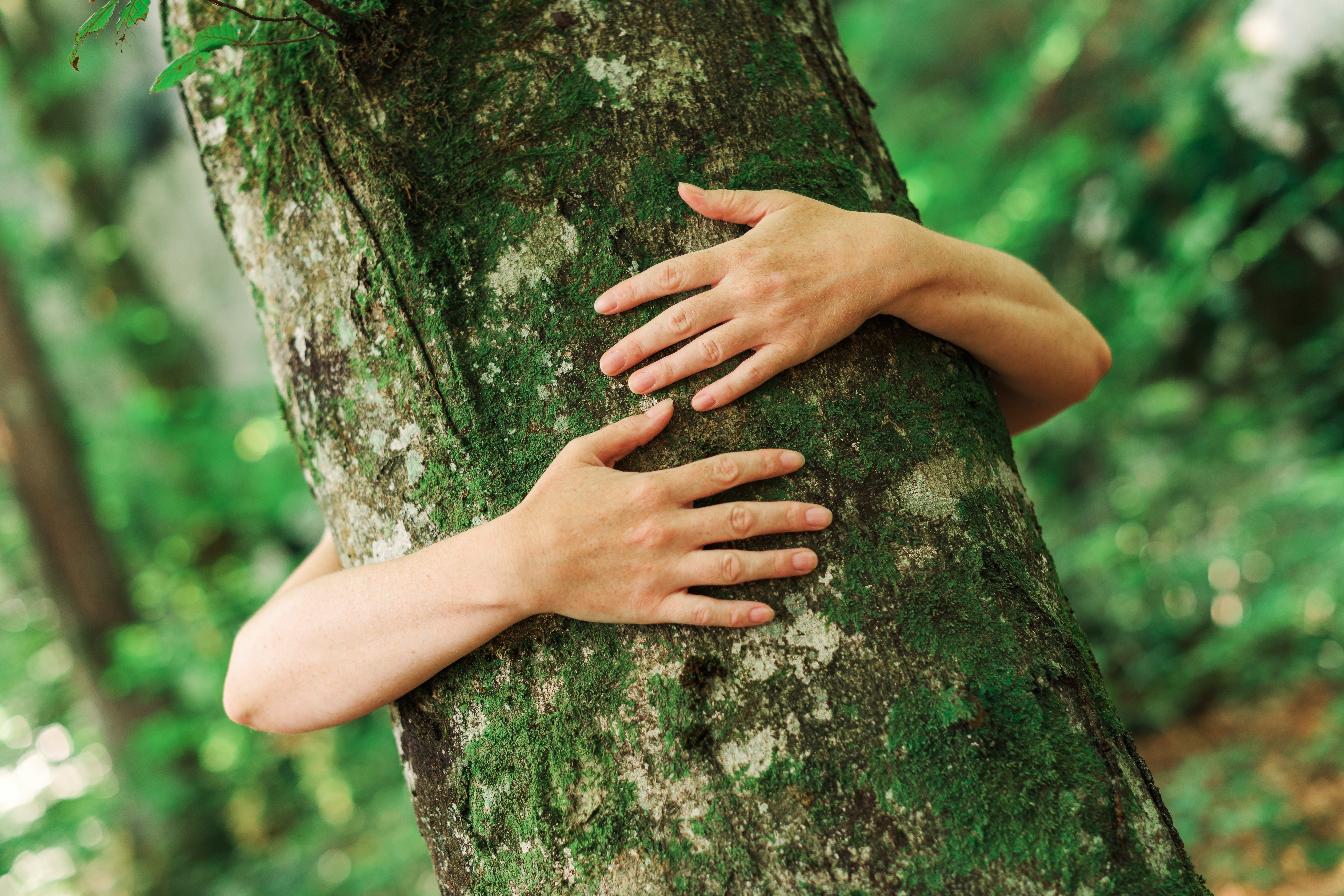 Baño de bosque: beneficios para reducir el estrés y mejorar la salud