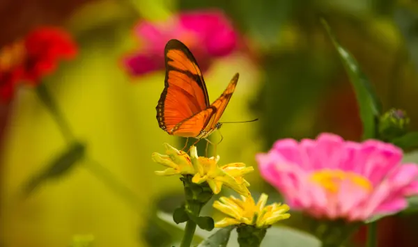 La biodiversidad: la importancia de preservarla