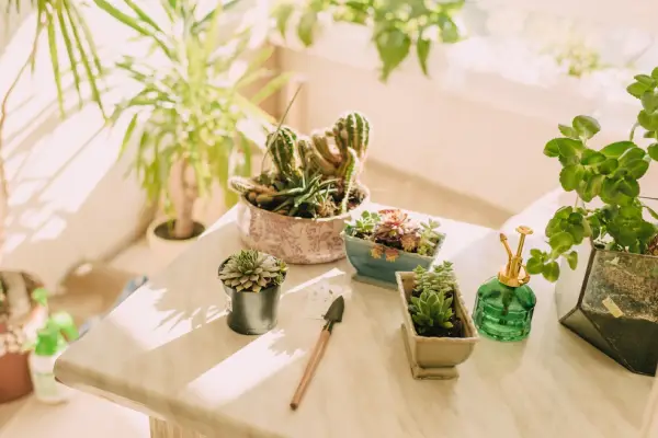 Las macetas adecuadas de acuerdo a tus plantas