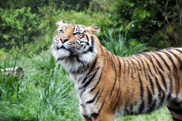 Animales salvajes: datos curiosos del tigre