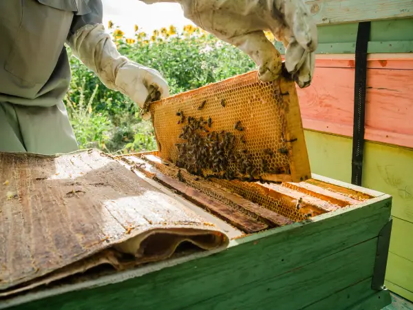 Productos de las abejas y sus beneficios