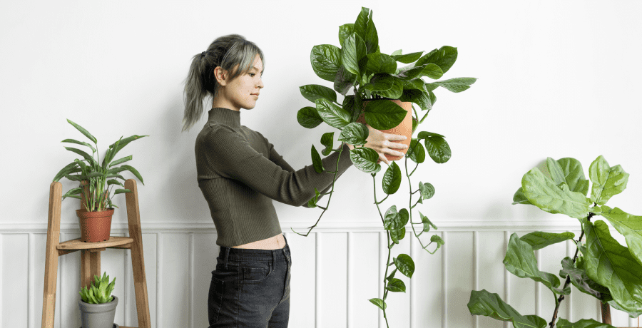 Tipos de plantas para interiores