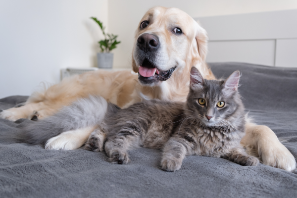 Cuidado de mascotas: consejos para el bienestar animal
