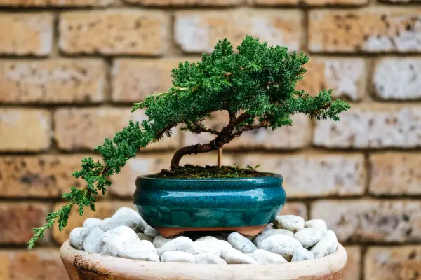 El arte de los bonsái