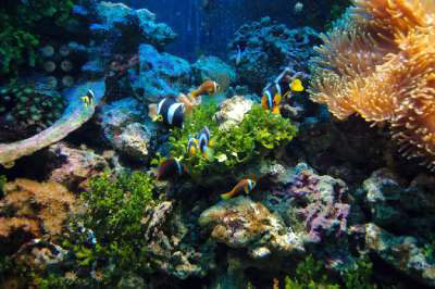 Conoce a los animales marinos en el Seaquarium de Miami