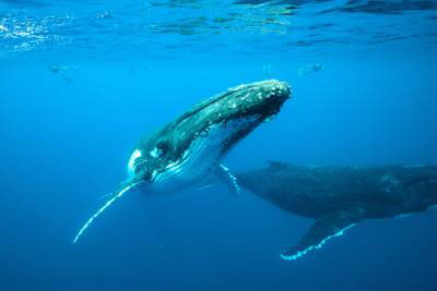Los gigantes del océano: Ballena azul
