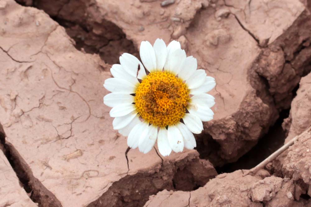 Resiliencia en tiempos de cambio