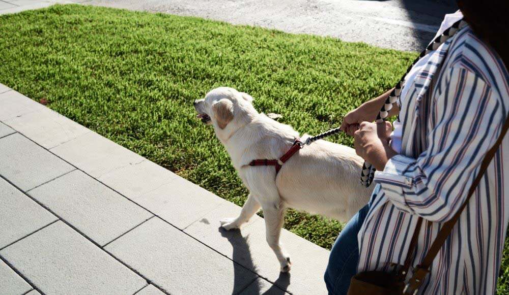 Bienestar en movimiento: ejercítate junto a tu mascota y multiplica la felicidad