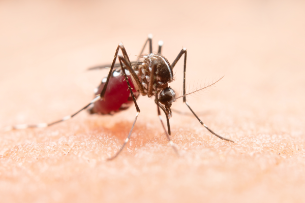 Mosquitos: enfermedades y su prevención