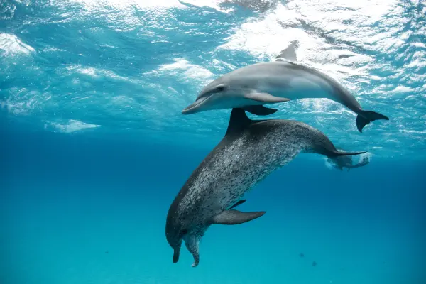 Delfines: animales con inteligencia y comunicación