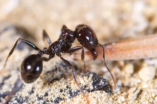 Las hormigas: su función e importancia en el planeta