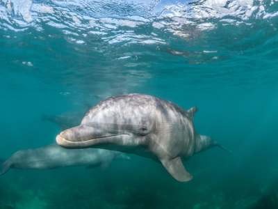 delfín acuario