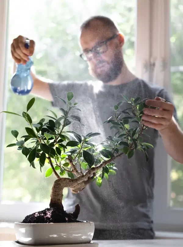  cuidados para los bonsai