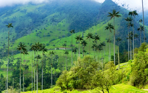 valle del cocora