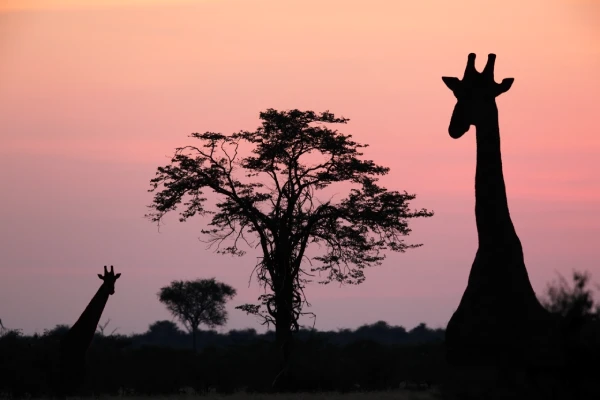 Safari en África