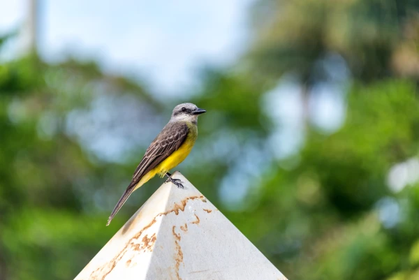 aves de colombia