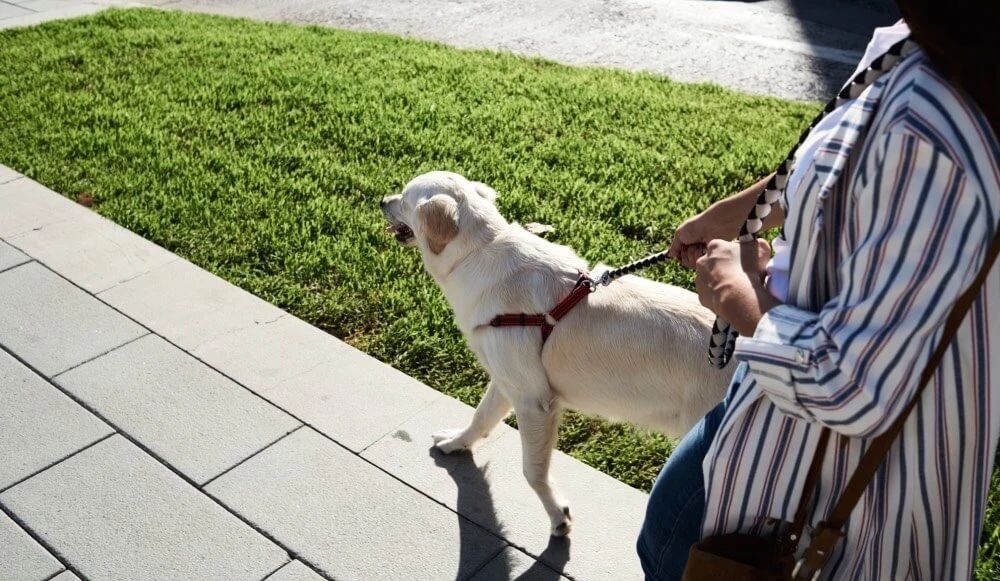 Bienestar en movimiento: ejercítate junto a tu mascota 