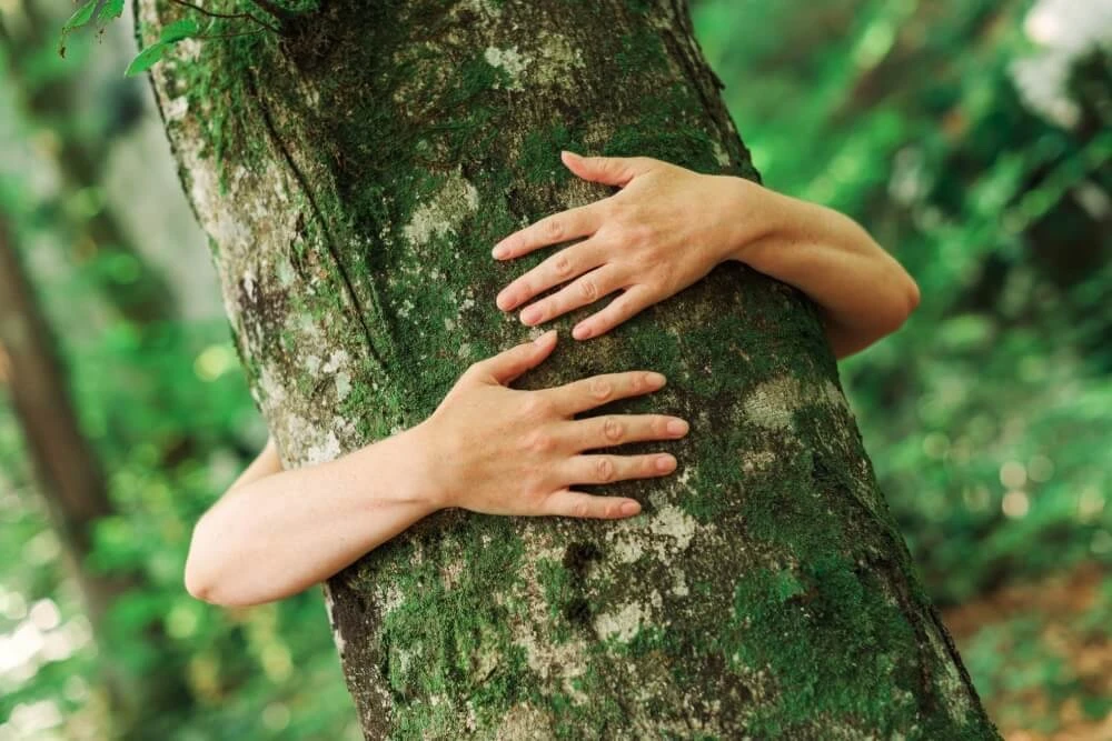 os beneficios del baño de bosque: un respiro para el cuerpo y la mente
