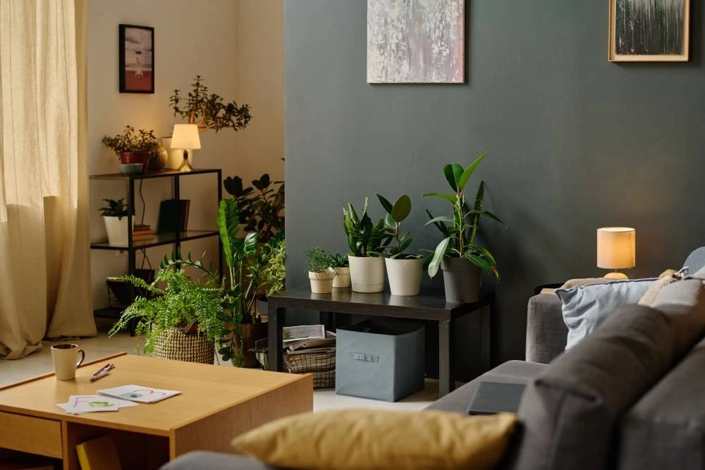 plantas para el hogar